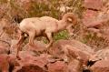 Desert Bighorn Sheep-5975.jpg